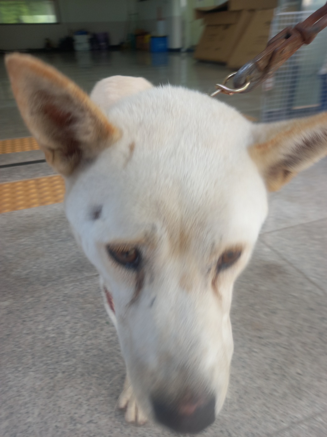 구미시 동물보호센터_447508202300820